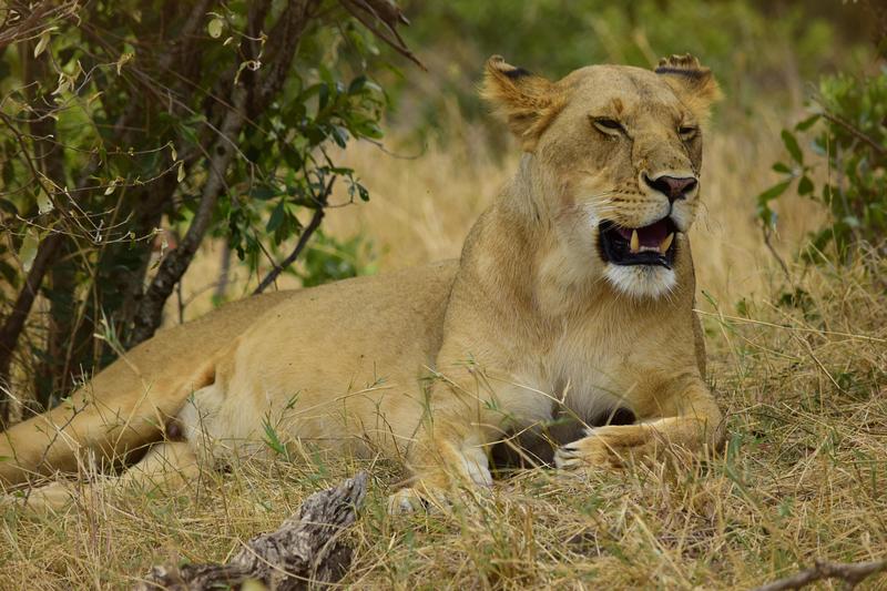 Mis días de safari en Uganda, Kenia y Zanzíbar.. Os lo intento contar - Blogs de Africa Este y Centro - Recorremos Masai Mara de un extremo a otro.. ¡Qué lugar! (16)