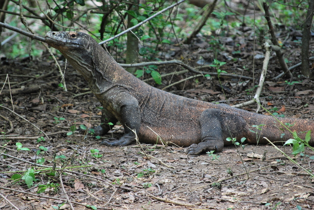 Descubriendo Indonesia en 20 días - Blogs de Indonesia - Flores: El” Jurassic Park” Indonesio (22)