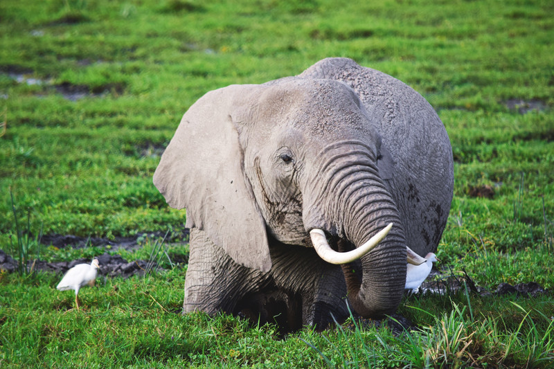 Mis días de safari en Uganda, Kenia y Zanzíbar.. Os lo intento contar - Blogs de Africa Este y Centro - Parque Amboseli, el sitio de los elefantes (8)
