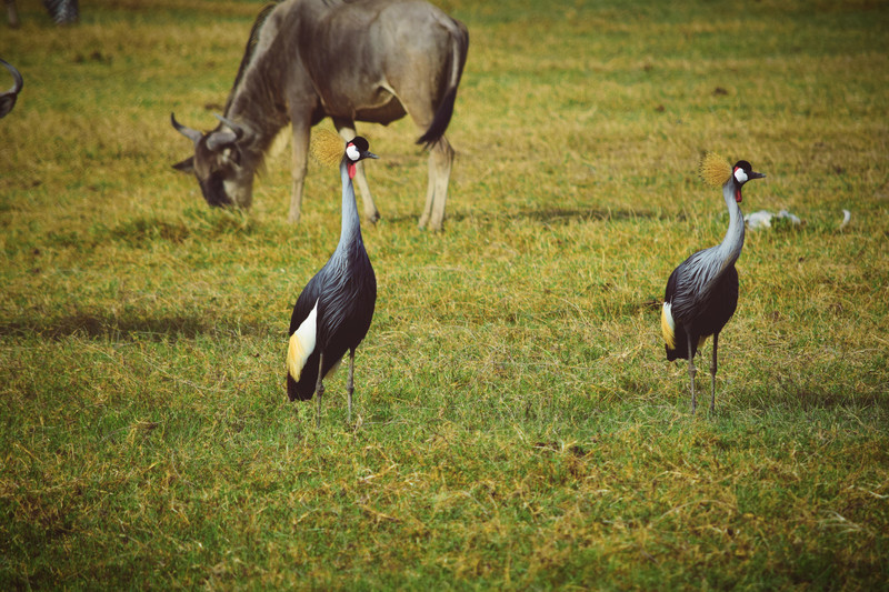 Mis días de safari en Uganda, Kenia y Zanzíbar.. Os lo intento contar - Blogs de Africa Este y Centro - Parque Amboseli, el sitio de los elefantes (7)