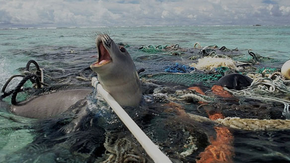 plastic_pollution_seal_trapped