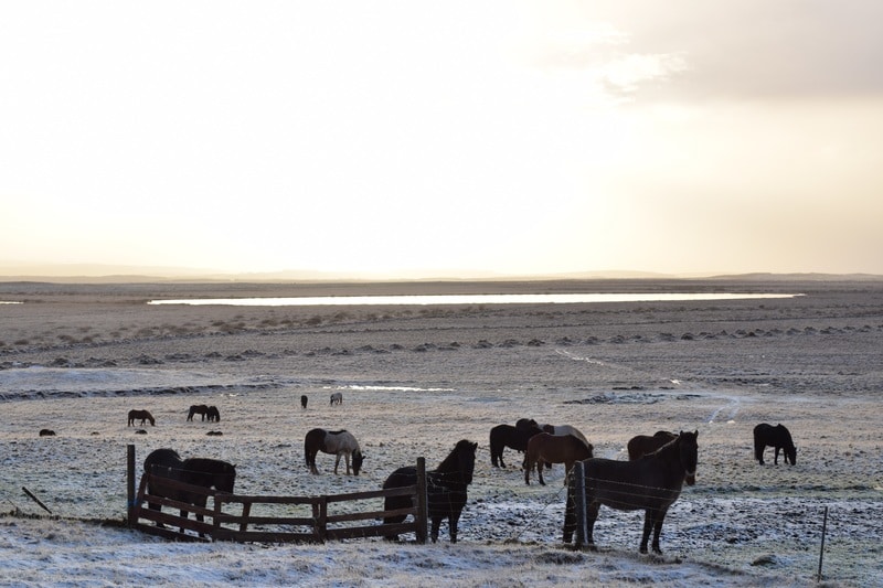 Islandia en campervan, en invierno!! - Blogs of Iceland - DÍA 3: Gullfoss y bajamos hacia el sur (2)