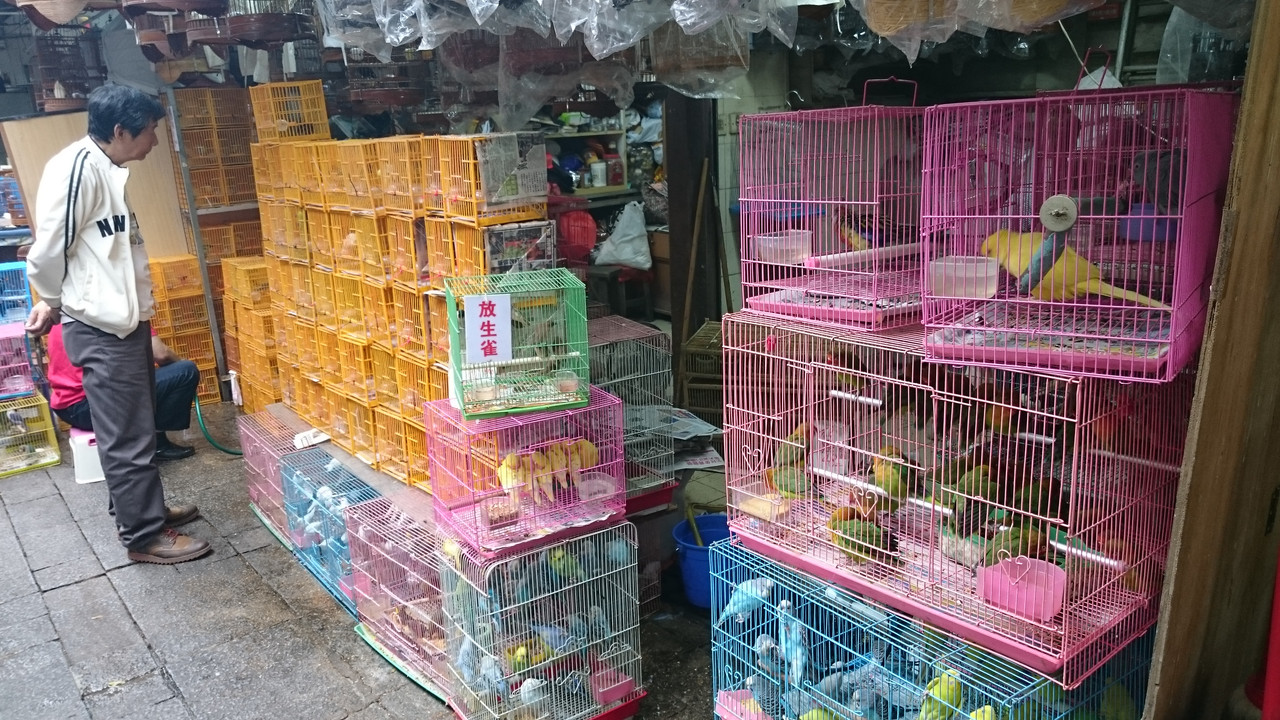 Semana Santa en Hong Kong (2017) - Blogs de China - 12 ABR Mong Kok & Nathan Road (4)